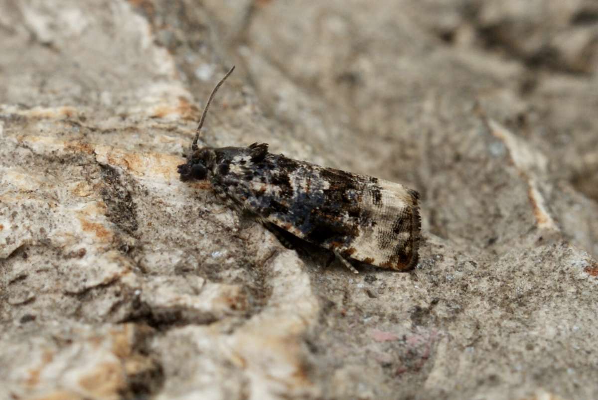 Bordered Marble (Endothenia marginana) photographed at Aylesham  by Dave Shenton 