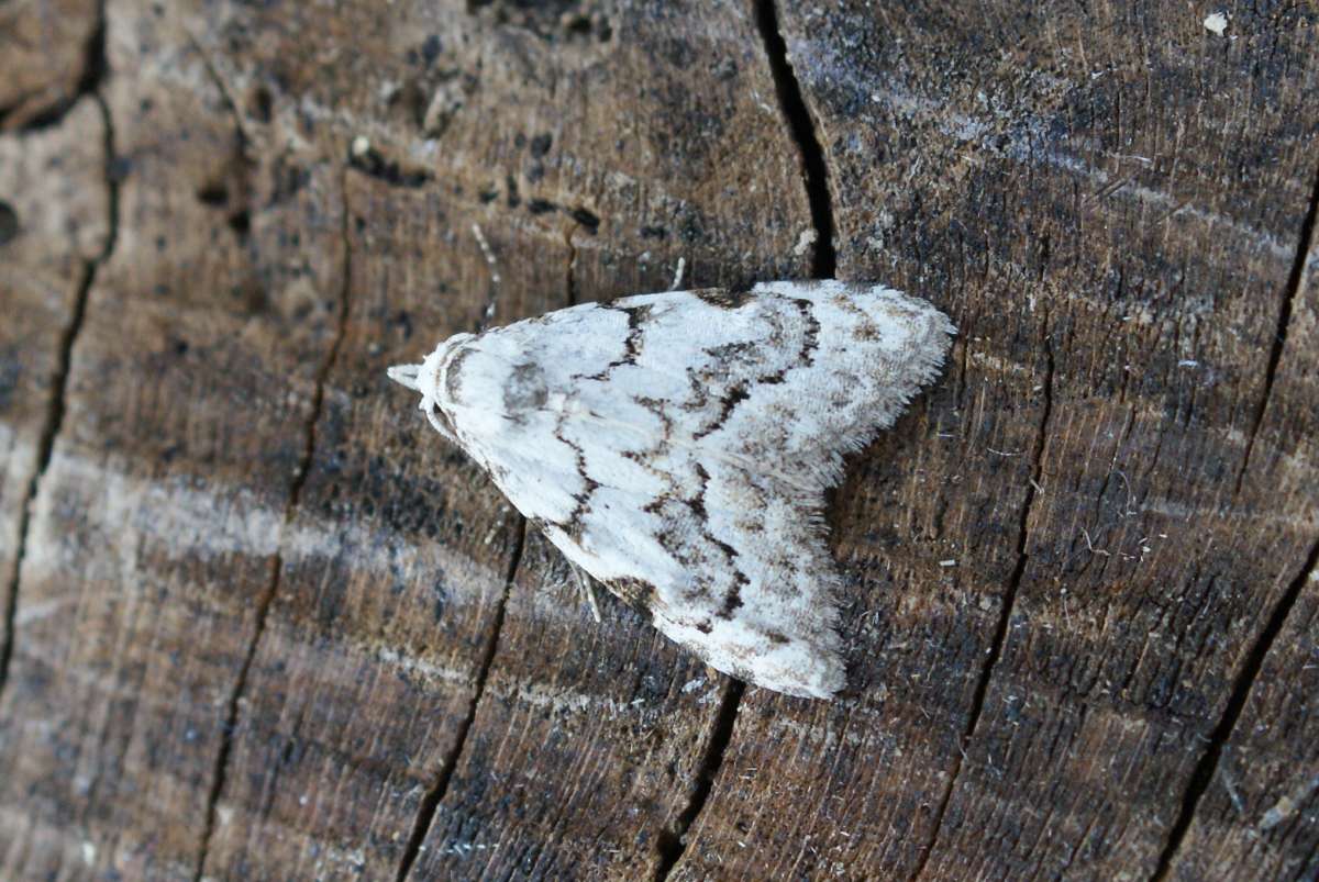 Least Black Arches (Nola confusalis) photographed at Aylesham  by Dave Shenton 