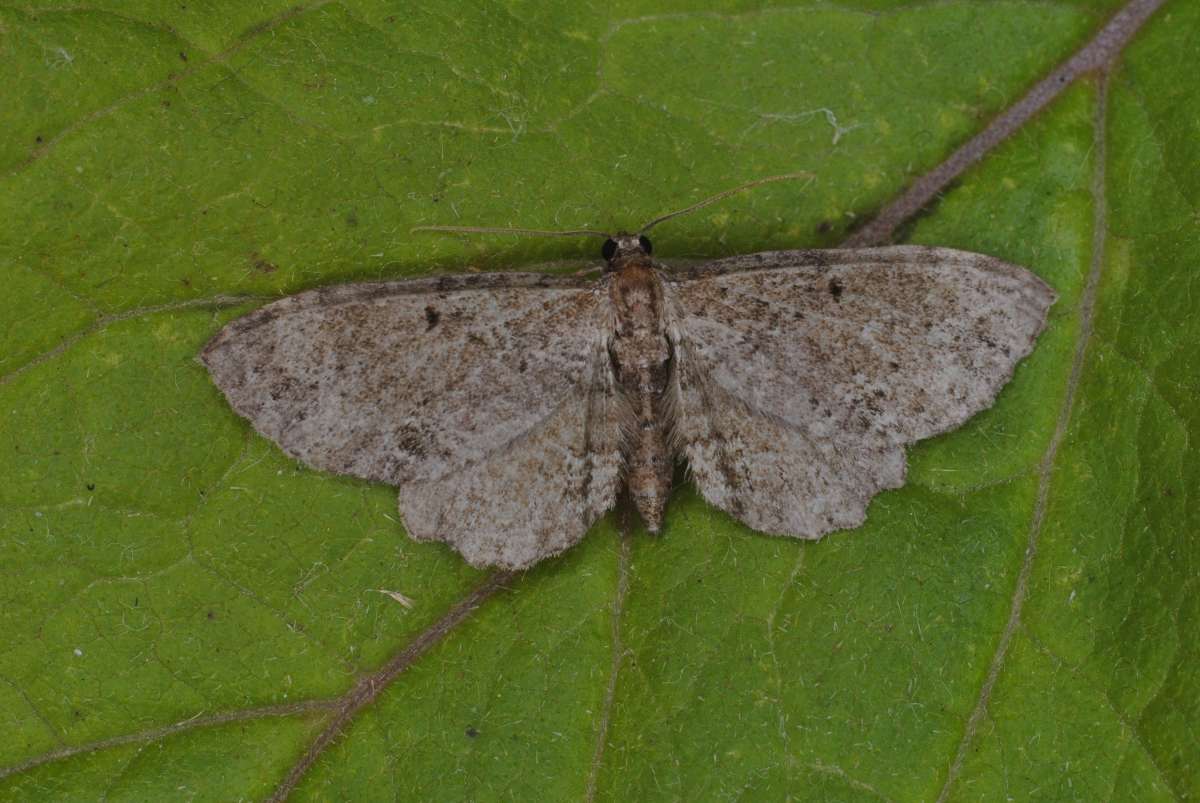 Dentated Pug (Anticollix sparsata) photographed in Kent by Antony Wren