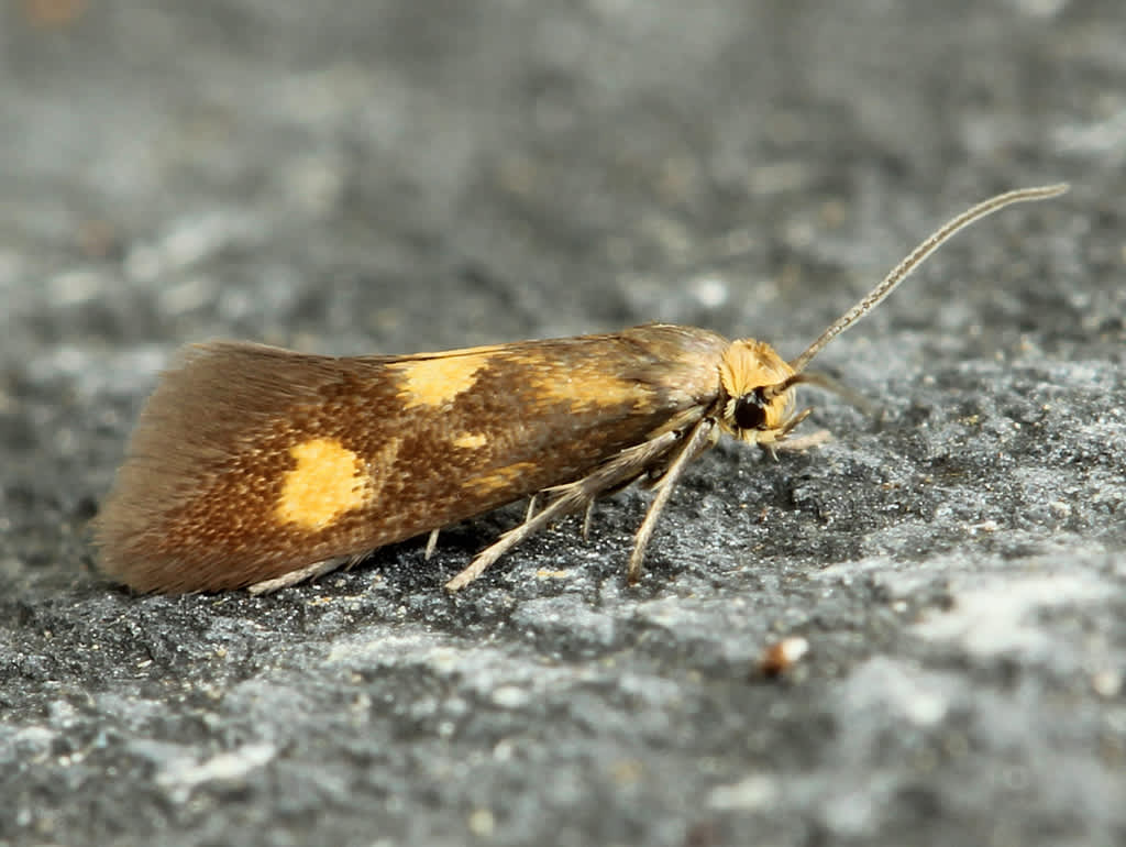 Yellow-spotted Lance-wing (Phaulernis fulviguttella) photographed at Ramsgate  by David Beadle 