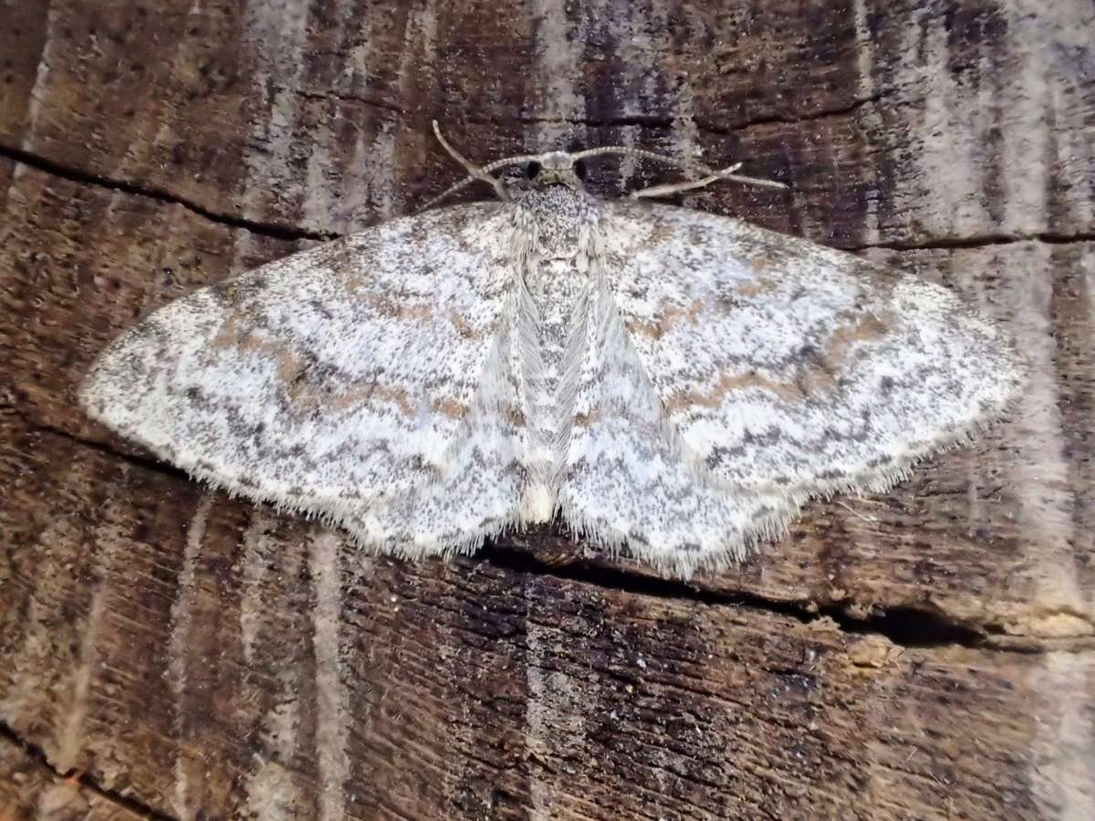 Waved Carpet (Hydrelia sylvata) photographed in Kent by Dave Shenton 