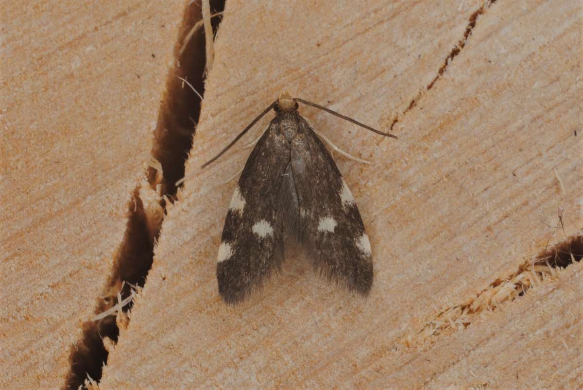 Treble-spot Flat-body (Telechrysis tripuncta) photographed in Kent by Antony Wren