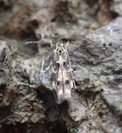 Oak Cosmet (Dystebenna stephensi) photographed at Greenwich  by Joe Beale