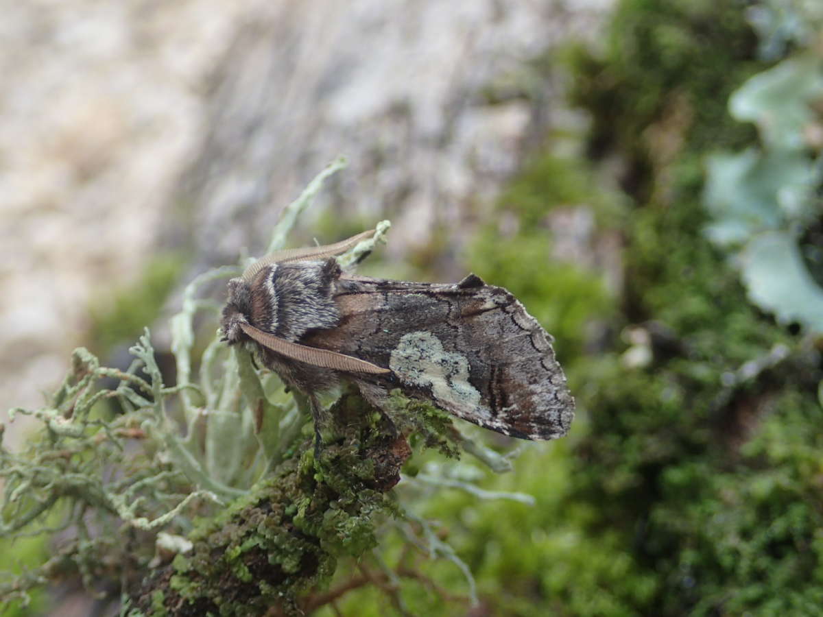 Figure of Eight (Diloba caeruleocephala) photographed in Kent by Dave Shenton 