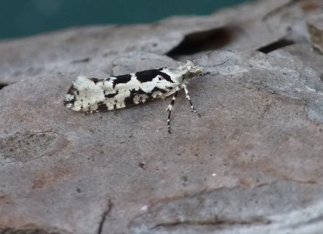 Pied Smudge (Ypsolopha sequella) photographed in Kent by Allan Ward