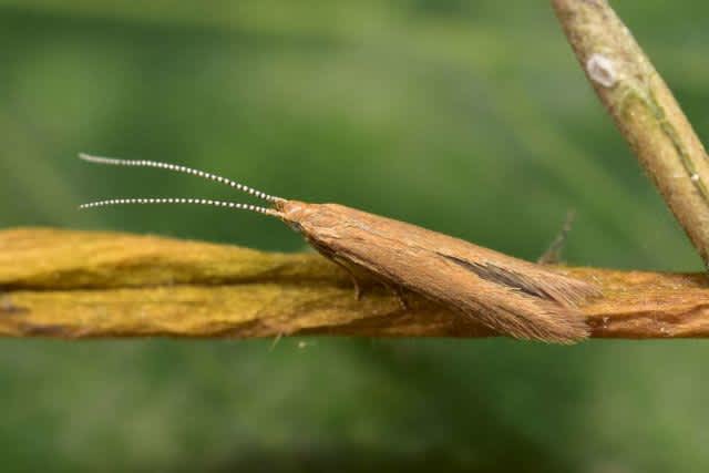 Ochreous Case-bearer (Coleophora solitariella) photographed in Kent by Anthony Wren