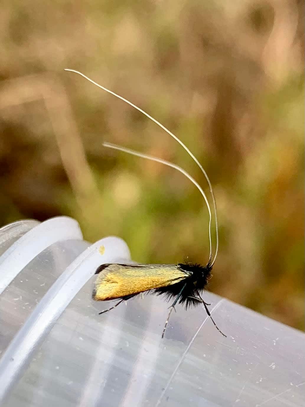 Green Long-horn (Adela reaumurella) photographed in Kent by Oliver Bournat 