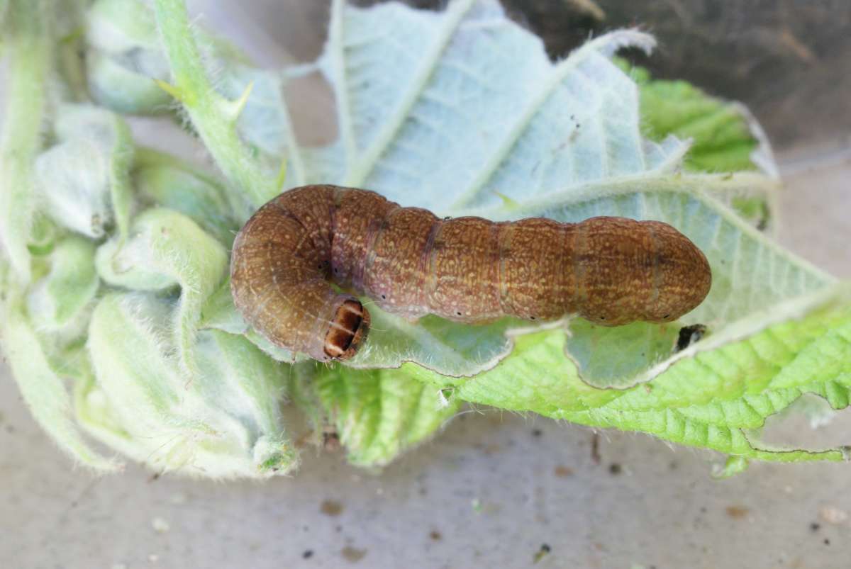 Pink-barred Sallow (Xanthia togata) photographed at Aylesham  by Dave Shenton 