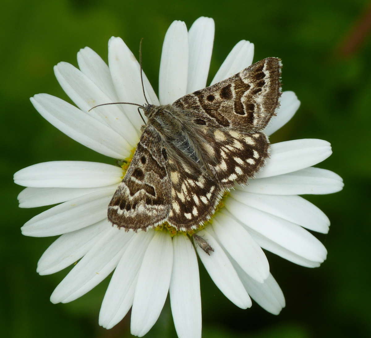 Mother Shipton (Euclidia mi) photographed in Kent by Allan Ward 