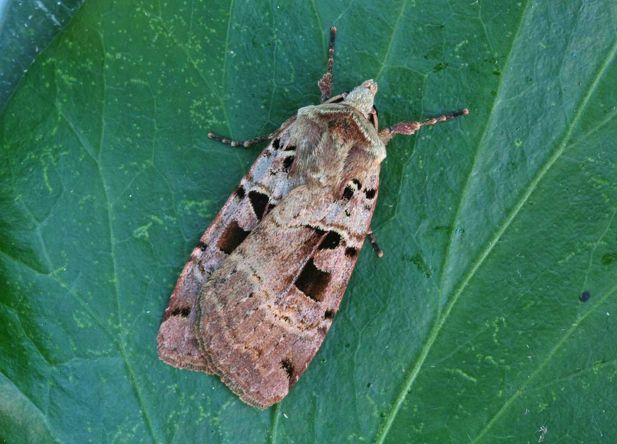 Double Square-spot (Xestia triangulum) photographed in Kent by Peter Maton 