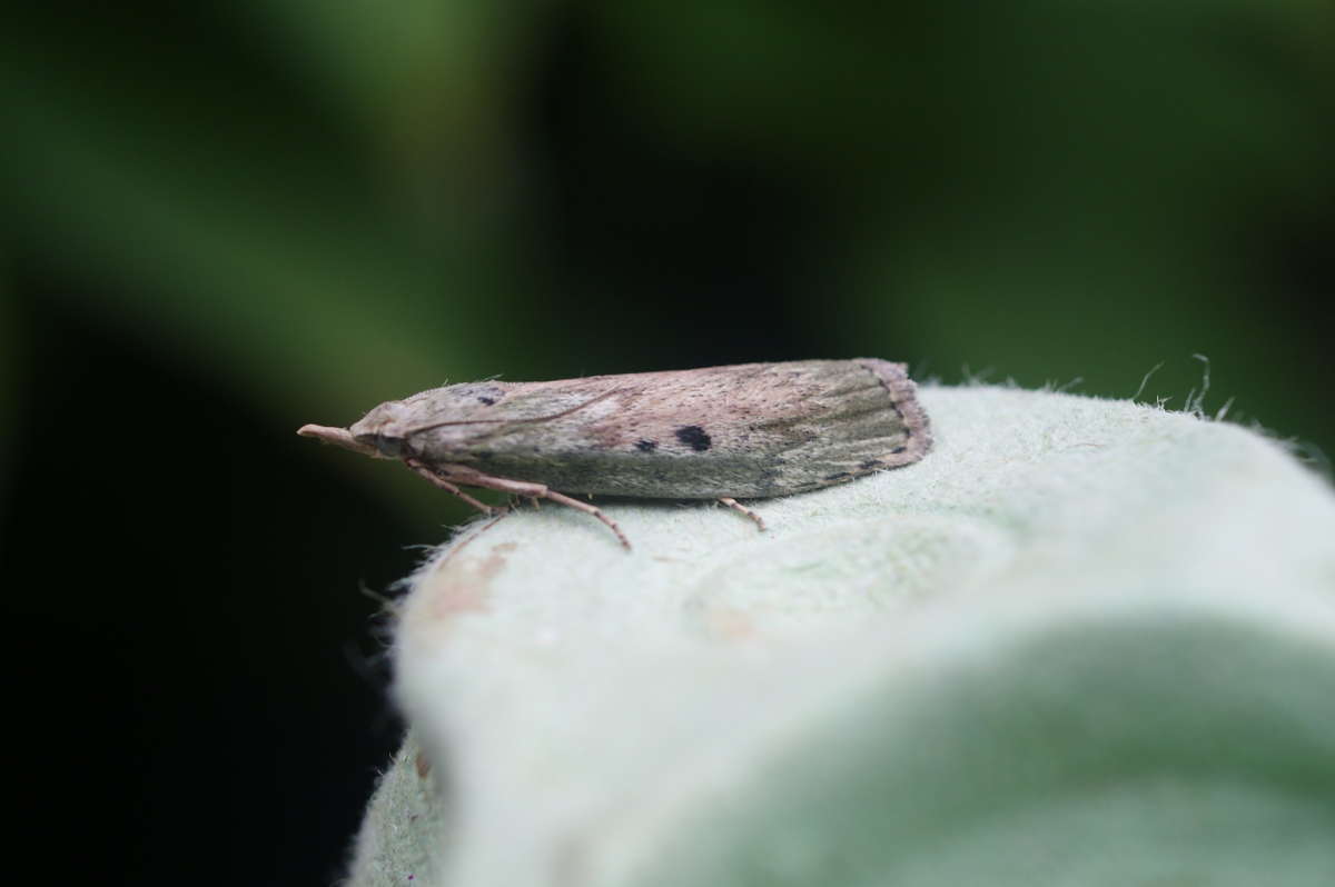 Bee Moth (Aphomia sociella) photographed in Kent by Dave Shenton 