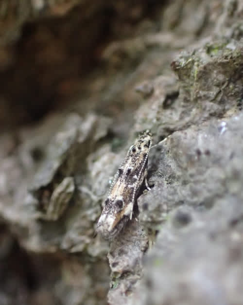 Oak Cosmet (Dystebenna stephensi) photographed at Greenwich by Joe Beale