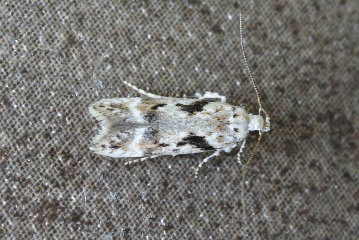 Short-barred Groundling (Caryocolum blandella) photographed in Kent by Dave Shenton 