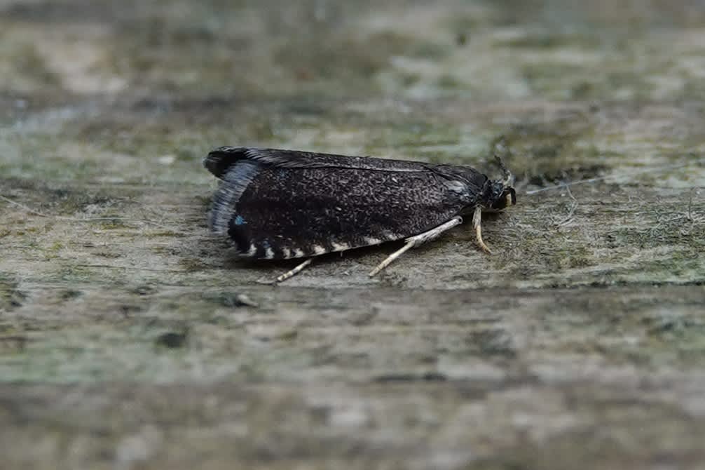 Black Piercer (Pammene germmana) photographed in Kent by Howard Vaughan 