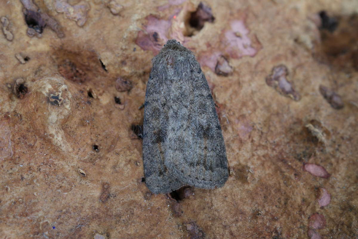 Mottled Rustic (Caradrina morpheus) photographed at Aylesham  by Dave Shenton 