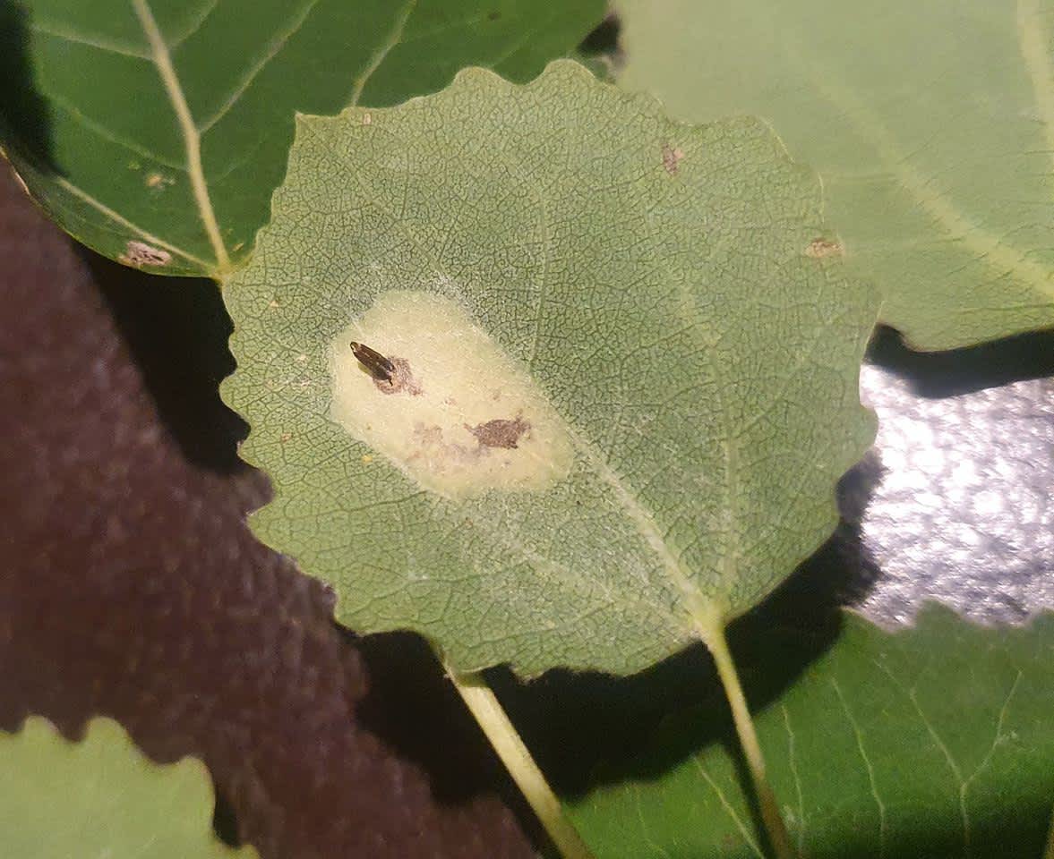 Scarce Aspen Midget (Phyllonorycter sagitella) photographed in Kent by David Carey 