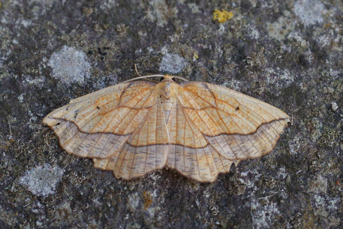 Bordered Beauty (Epione repandaria) photographed in Kent by Dave Shenton 