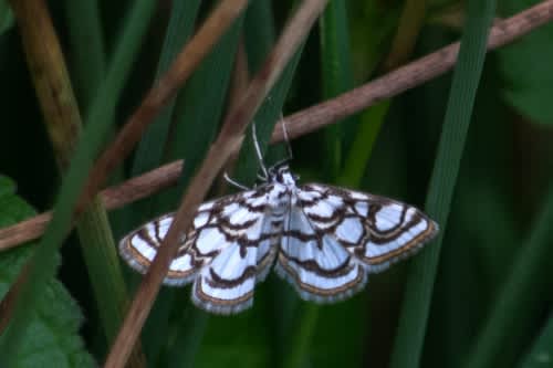 Beautiful China-mark (Nymphula nitidulata) photographed in Kent by Gordon Jarvis 