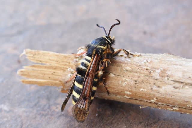 Raspberry Clearwing (Pennisetia hylaeiformis) photographed at Aylesham  by Dave Shenton 