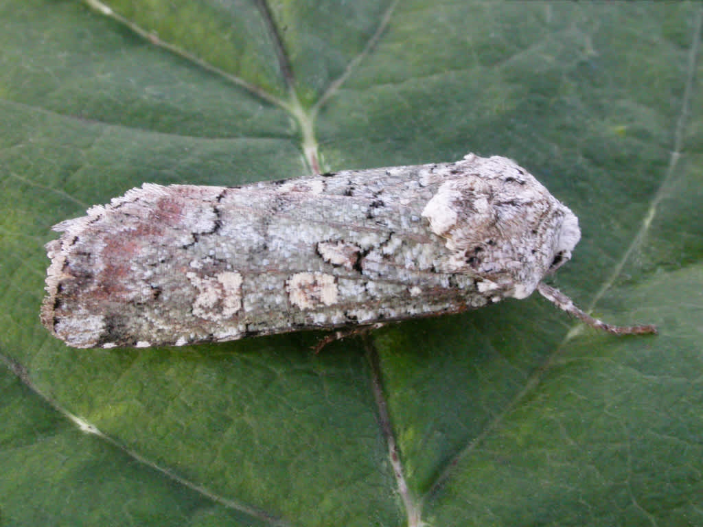 Portland Moth (Actebia praecox) photographed at Sandwich Bay Bird Observatory  by David Beadle