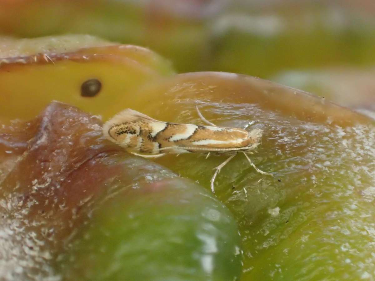 Brown Apple Midget (Phyllonorycter blancardella) photographed in Kent by Dave Shenton 