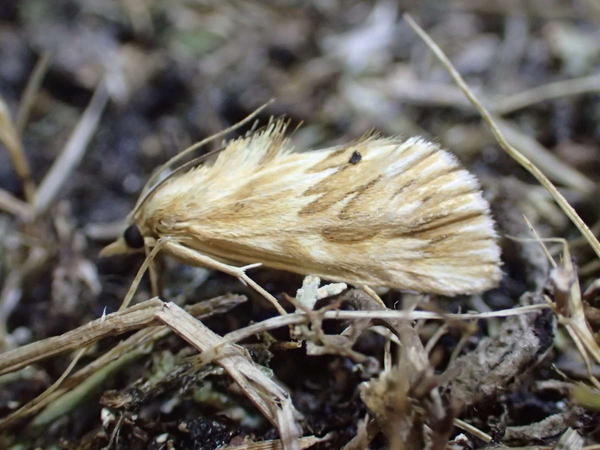 Starry Pearl (Cynaeda dentalis) photographed at Stodmarsh NNR by Dave Shenton 