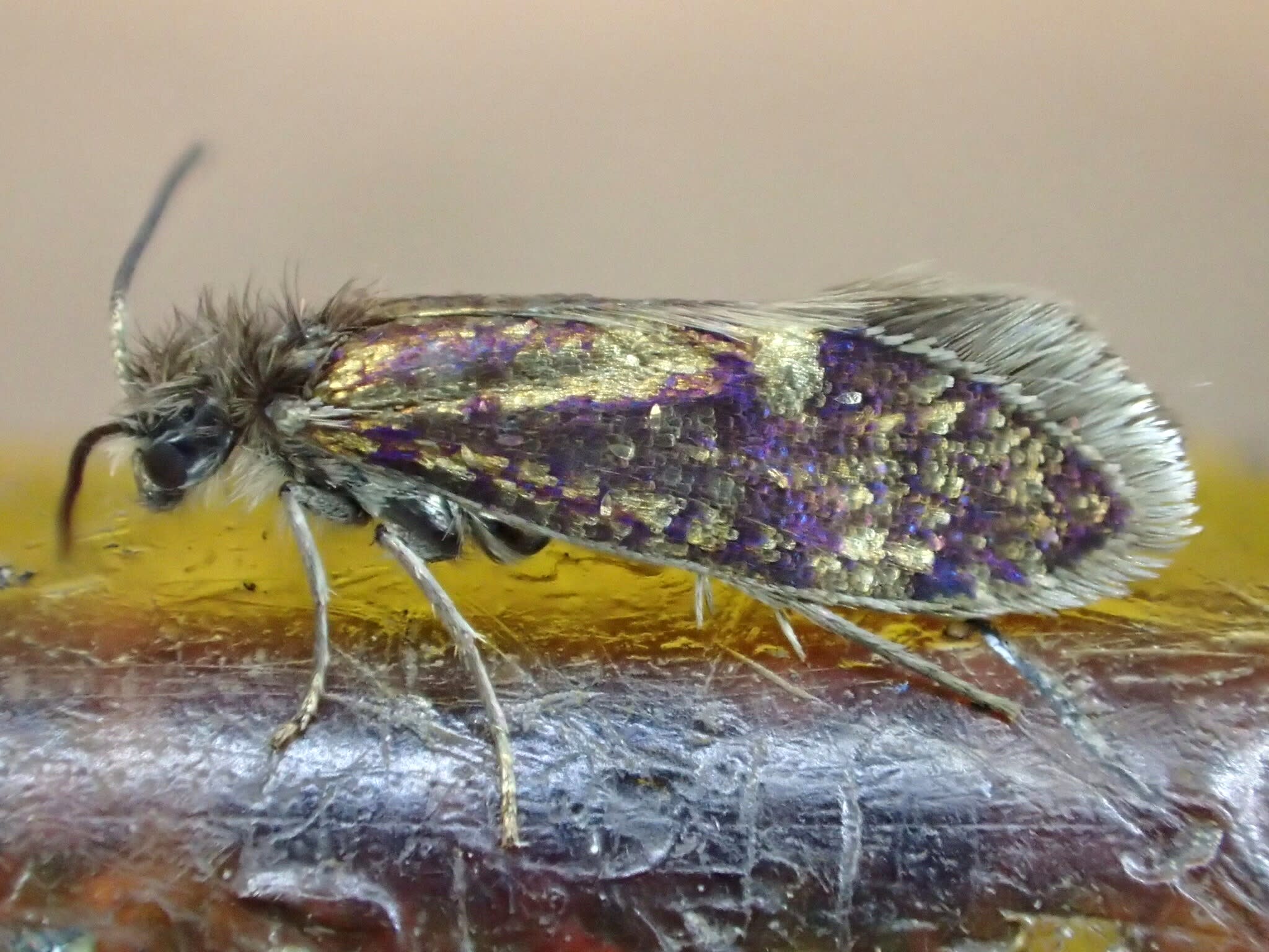 Washed Purple (Eriocrania cicatricella) photographed at Aylesham, Canterbury  by Dave Shenton 