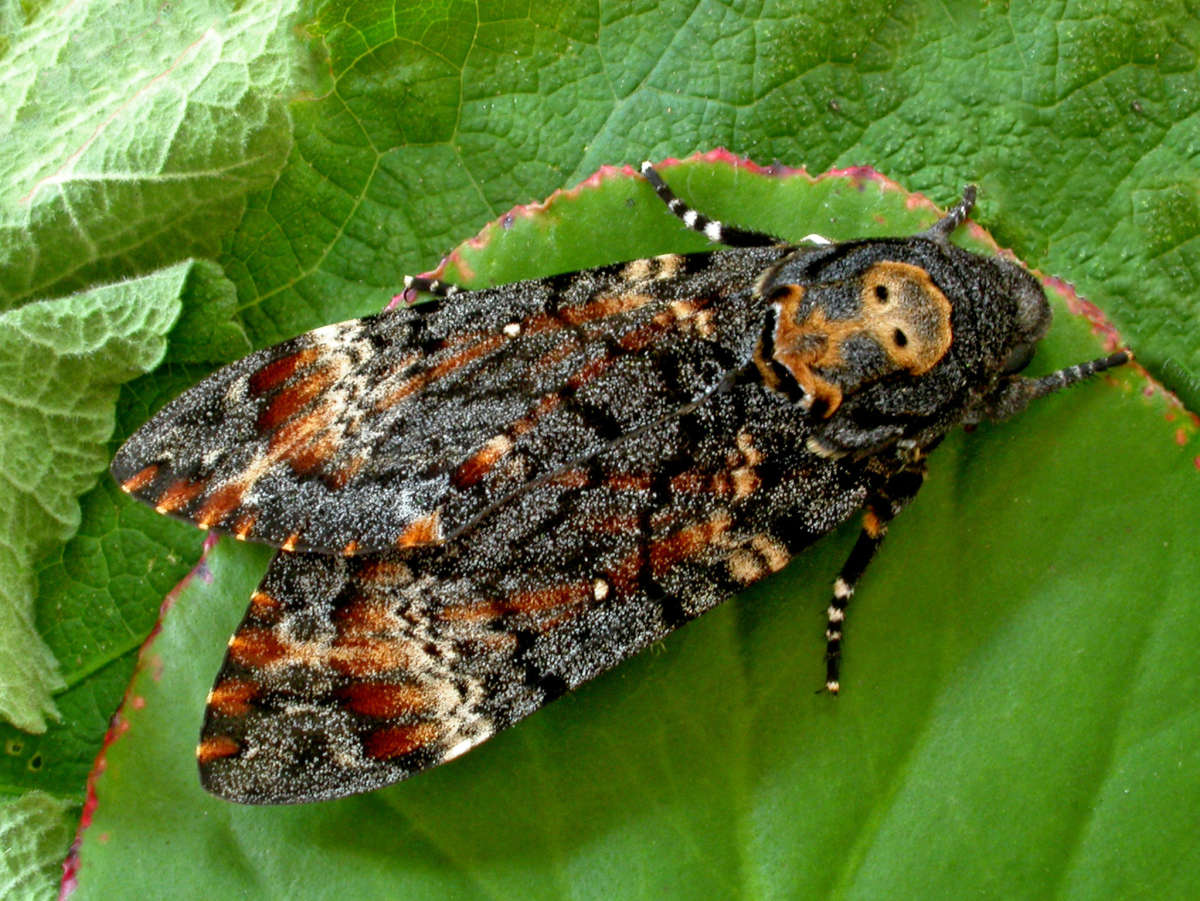 Death's-head Hawk-moth (Acherontia atropos) photographed at Sandwich Bay Bird Observatory  by Peter Maton