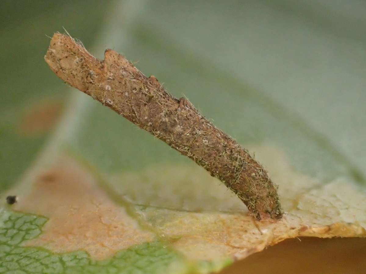 Buff Birch Case-bearer (Coleophora milvipennis) photographed at Covert Wood by Dave Shenton 