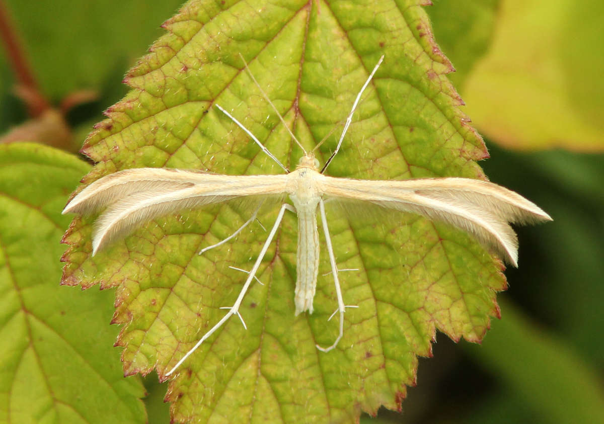 Dingy White Plume (Merrifieldia baliodactylus) photographed in Kent by David Beadle 