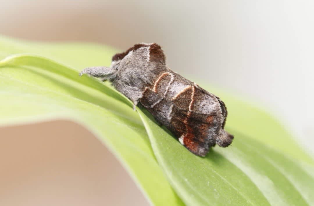 Small Chocolate-tip (Clostera pigra) photographed in Kent by Josh Jones 