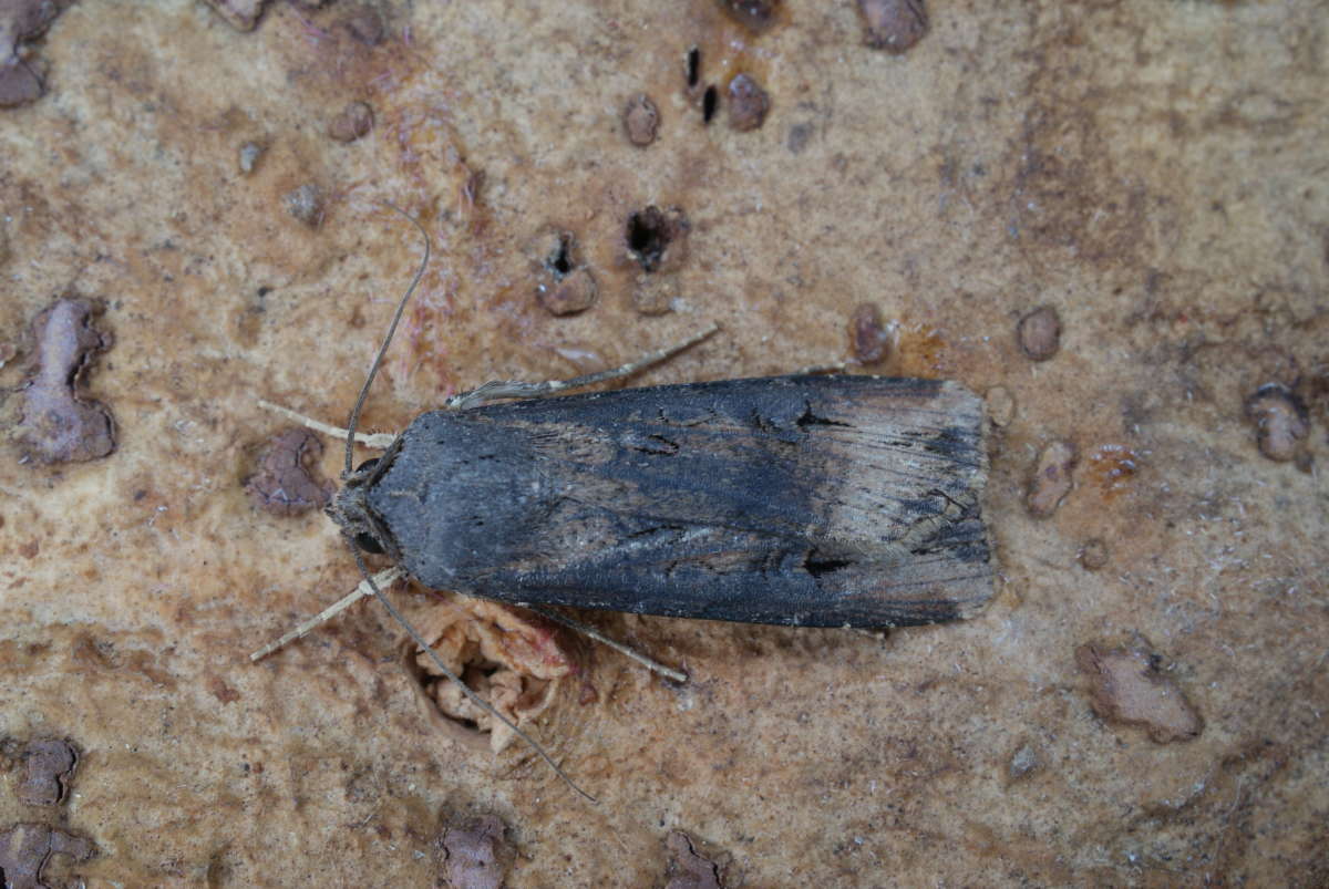 Dark Sword-grass (Agrotis ipsilon) photographed at Aylesham  by Dave Shenton 