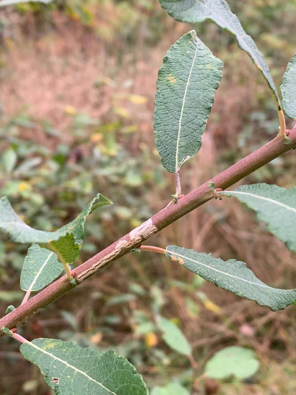 New Sallow Bent-wing (Phyllocnistis ramulicola) photographed in Kent by Dave Shenton 