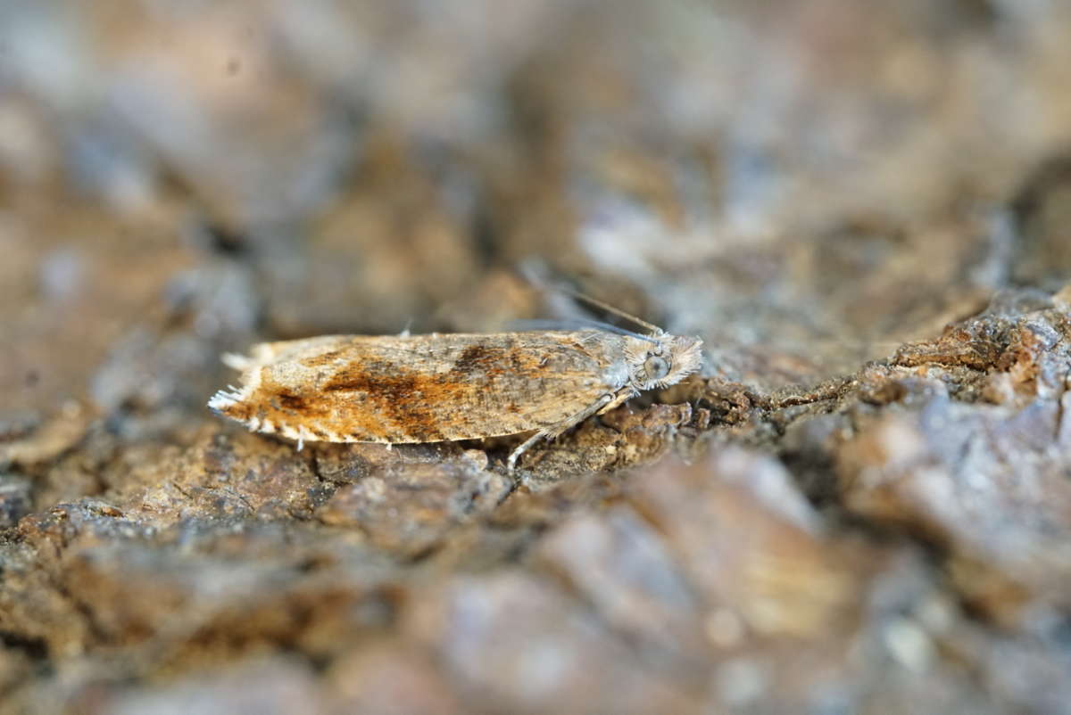 Bridge Roller (Ancylis uncella) photographed at Kings Wood by Dave Shenton 