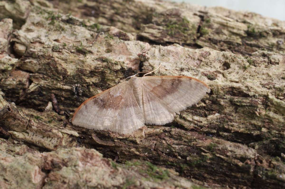 Portland Ribbon Wave (Idaea degeneraria) photographed in Kent by Dave Shenton 