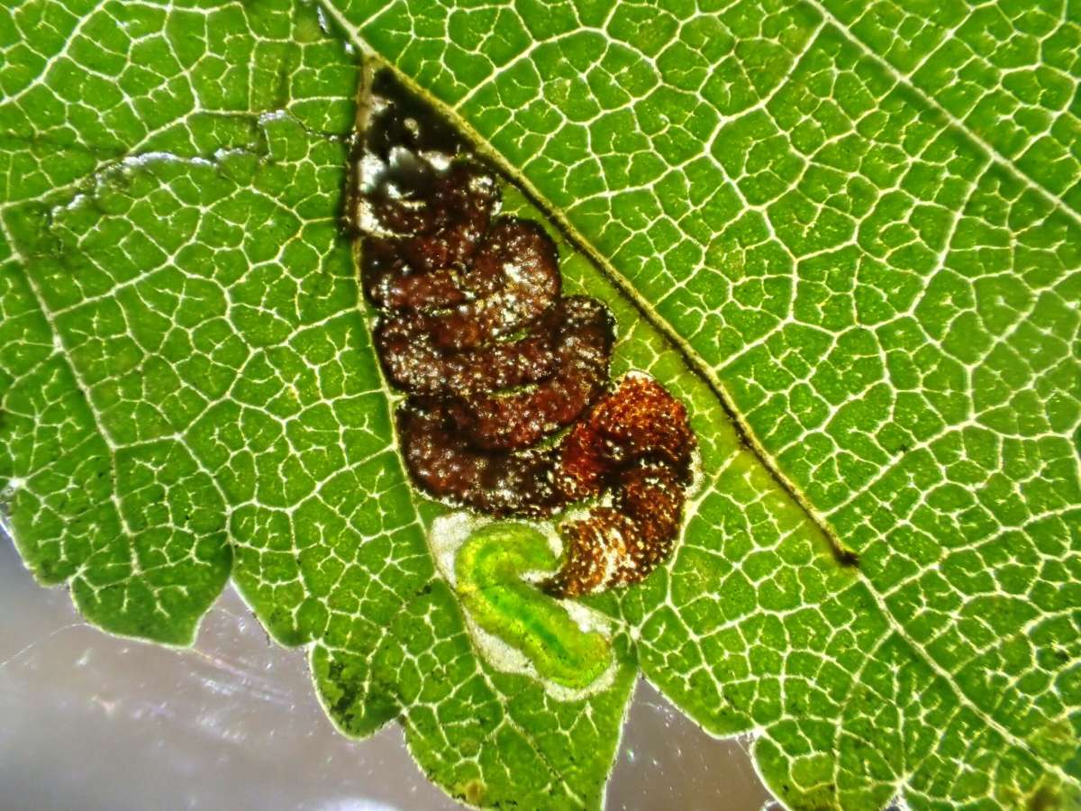 Plain Elm Pigmy (Stigmella viscerella) photographed in Kent by Dave Shenton 