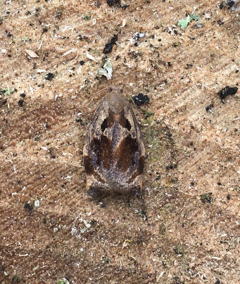 Brown Oak Tortrix (Archips crataegana) photographed at Dering Woods  by Andy Millar