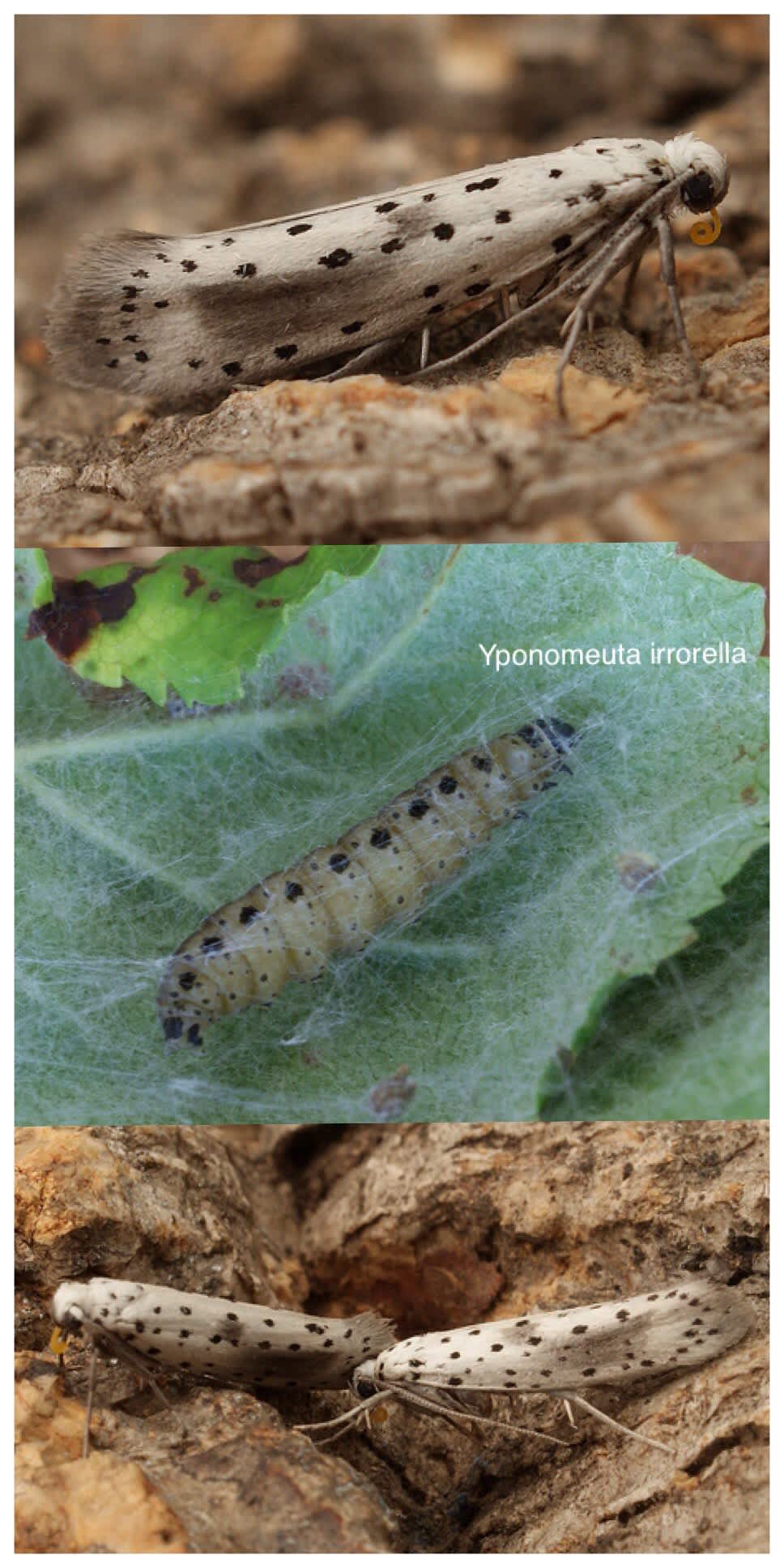 Scarce Ermine (Yponomeuta irrorella) photographed at Aylesham  by Dave Shenton 