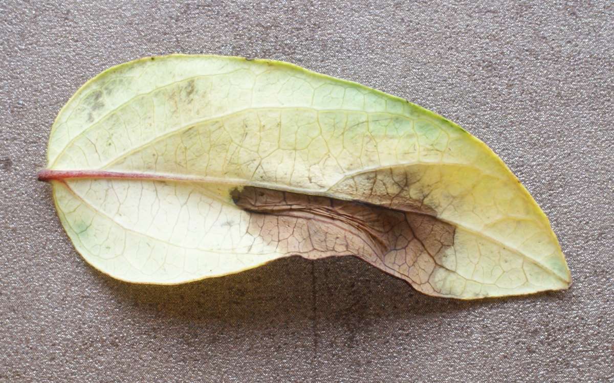 Large Midget (Phyllonorycter emberizaepenella) photographed at Aylesham  by Dave Shenton 