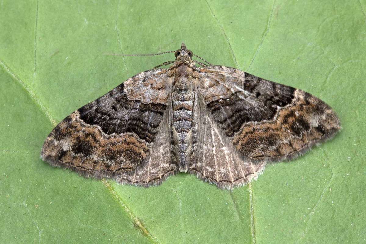 Large Twin-spot Carpet (Xanthorhoe quadrifasiata) photographed at Boughton-under-Blean by Peter Maton 