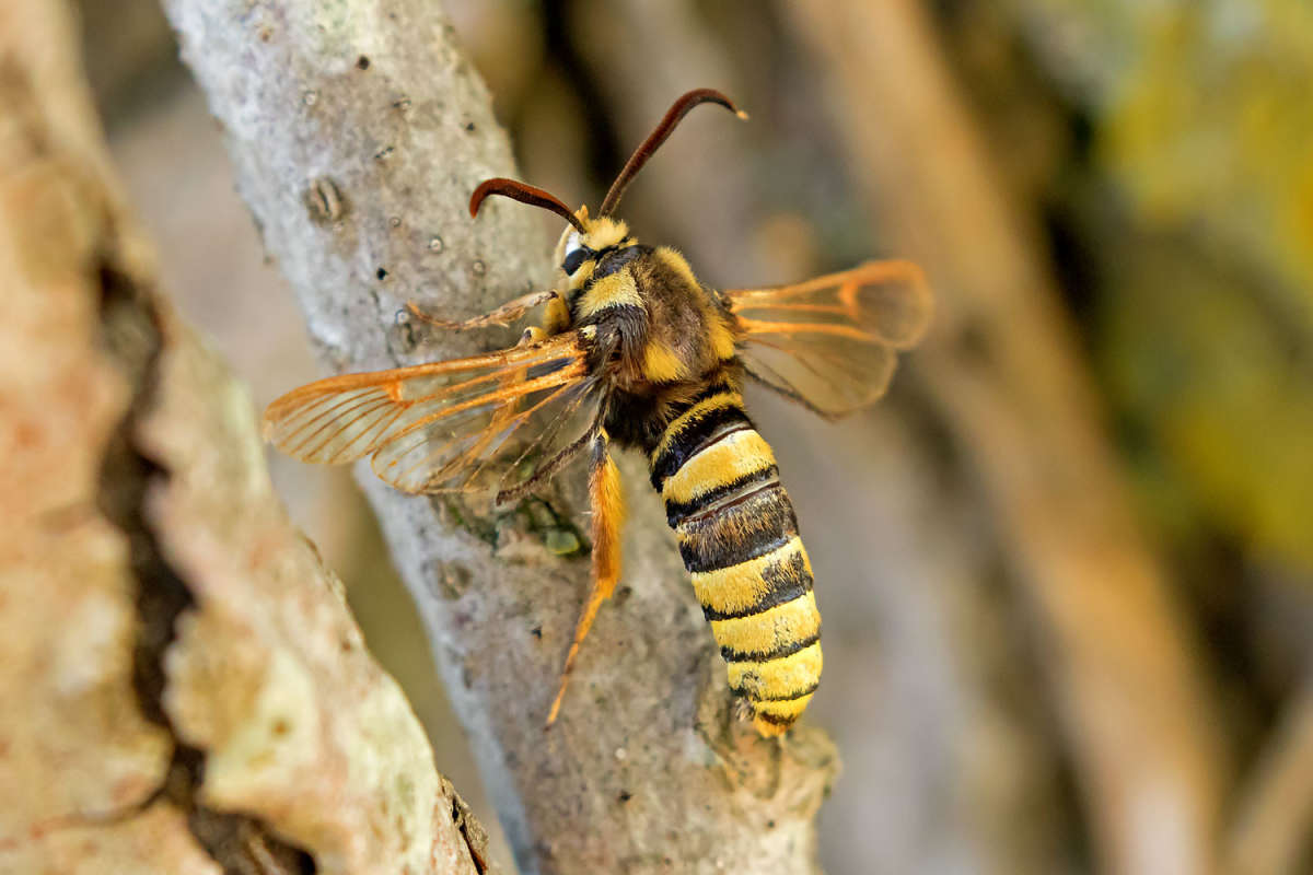 Hornet Moth (Sesia apiformis) photographed in Kent by Peter Maton