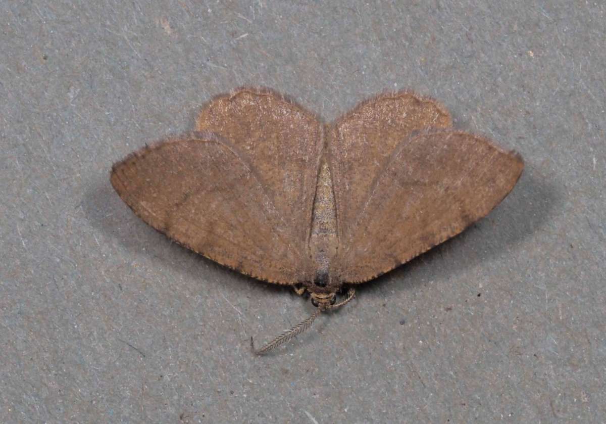 Rannoch Looper (Macaria brunneata) photographed in Kent by B Summerfield 