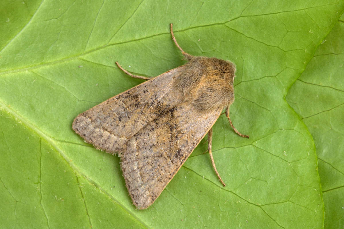 Northern Drab (Orthosia opima) photographed at Boughton-under-Blean  by Peter Maton 