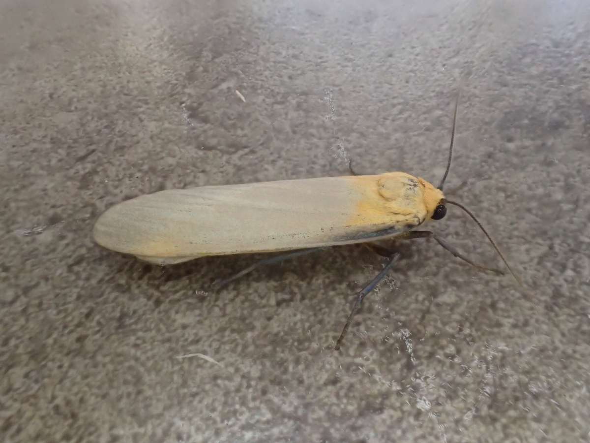 Four-spotted Footman (Lithosia quadra) photographed at Aylesham  by Dave Shenton 