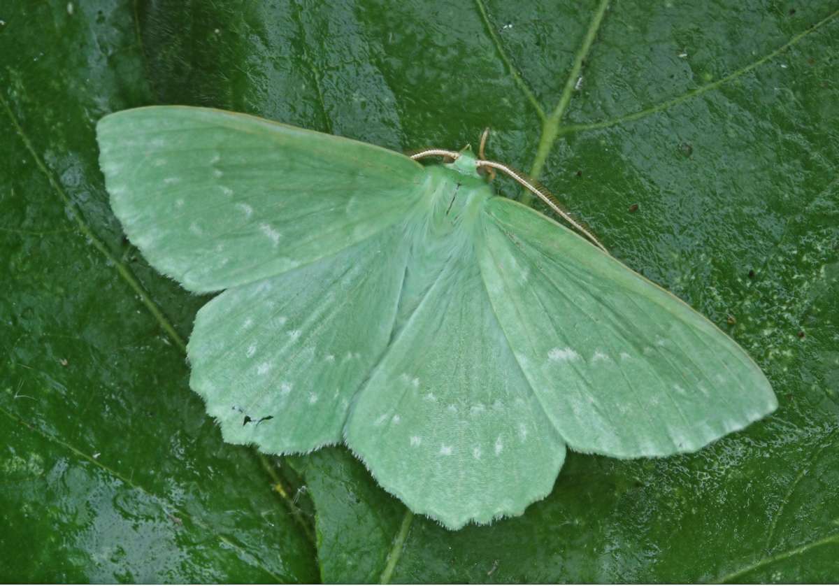 Large Emerald (Geometra papilionaria) photographed at Boughton-under-Blean  by Peter Maton