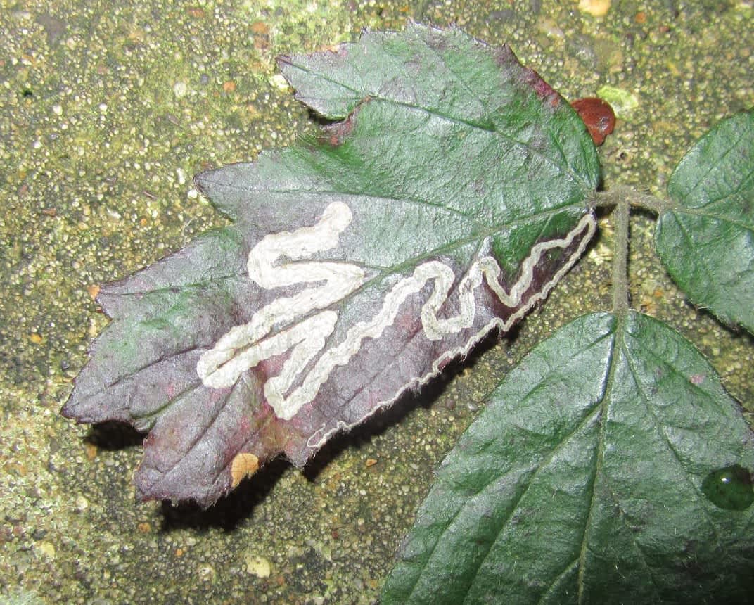 Golden Pigmy (Stigmella aurella) photographed in Kent by Alan Ford