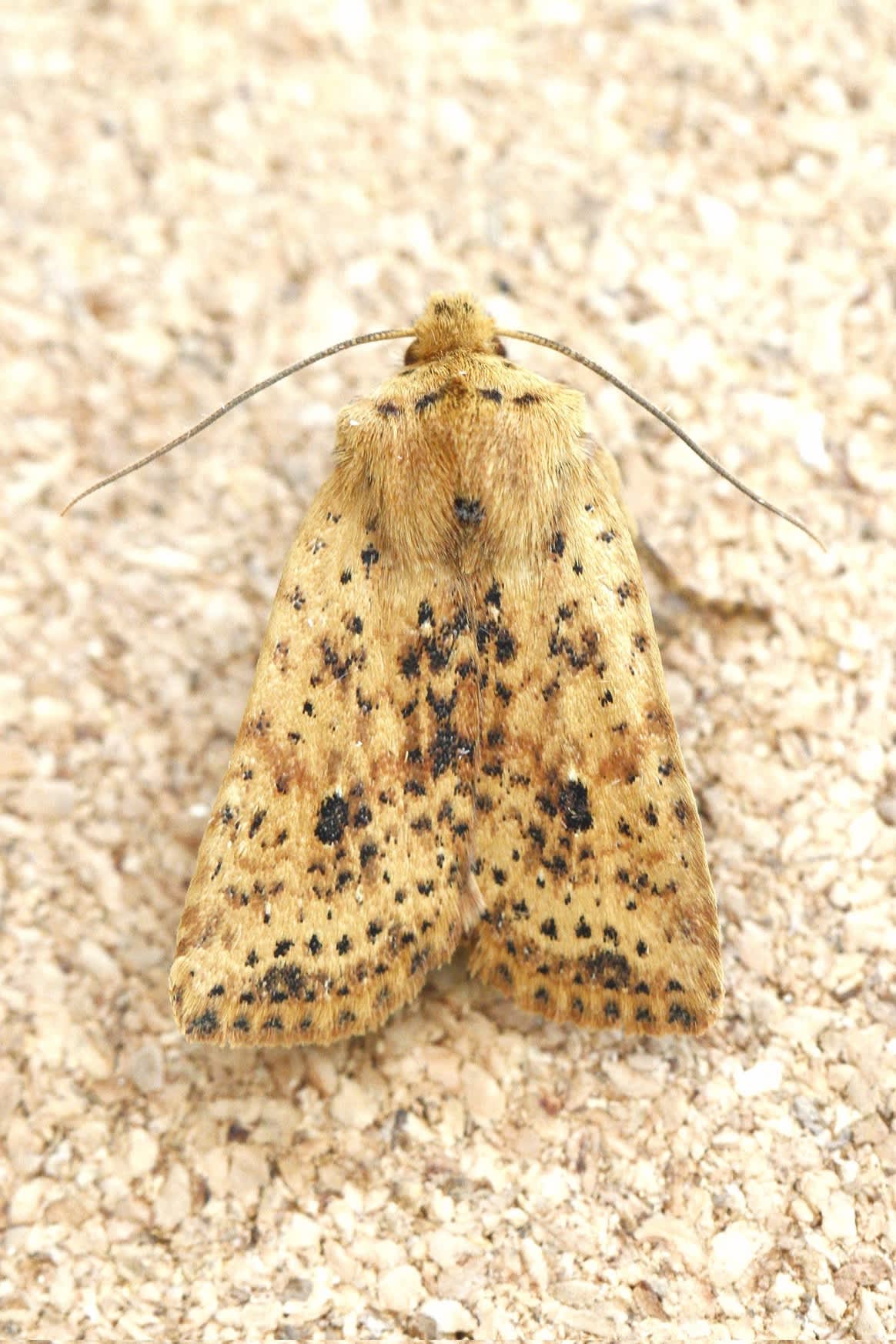 Dotted Chestnut (Conistra rubiginea) photographed in Kent by Josh Jones 