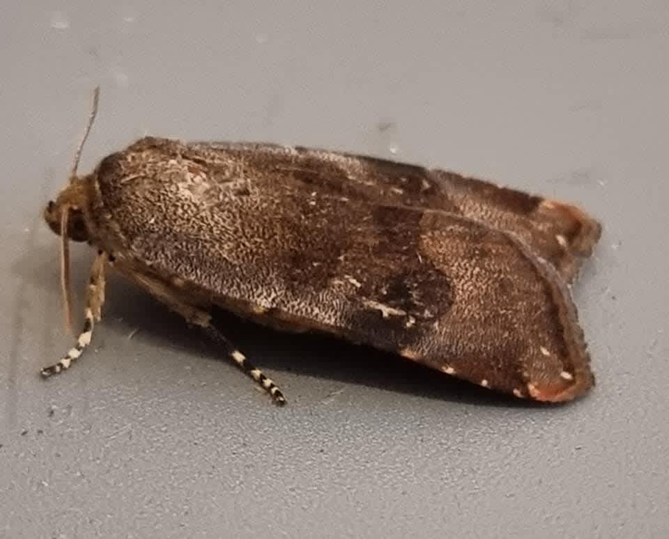 Langmaid's Yellow Underwing (Noctua janthina) photographed at Ashford  by Leonard Cooper 