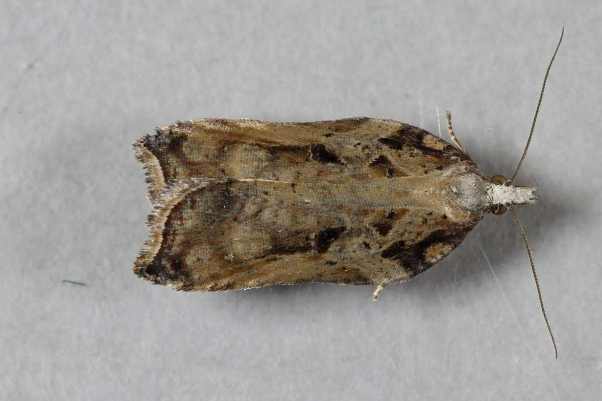 Tufted Button (Acleris cristana) photographed at Lydden by Steve Cutt