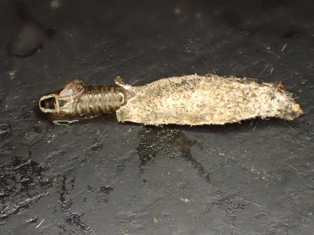 Narrow Lichen Bagworm (Dahlica triquetrella) photographed at Barham by Dave Shenton 